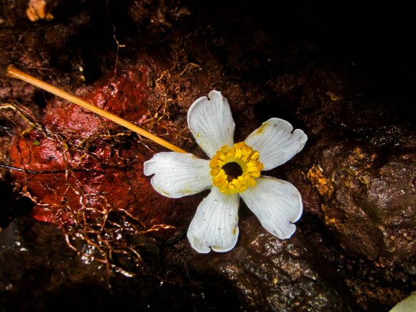 a fallen flower on the soil